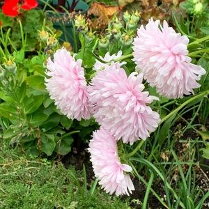 Meet your Posher, Sandra